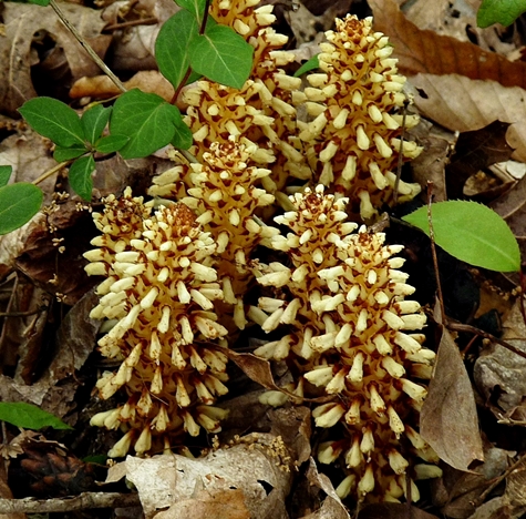 {Conopholis americana}